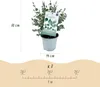 Eukalyptusbaum Eucalyptus gunnii - 2 Pflanzen - Winterhart Produktbild-Vorschau 3