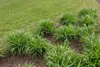 Stauden Gänge 1 x Molinia arundinacea 'Transparent' im 1 Produktbild-Vorschau 3