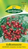 Quedlinburger Saatgut - Balkontomaten Balconi Red - Samen - Produktbild-Vorschau 5