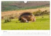 Exmoor Ponnys - Die letzten Ihrer Art (Wandkalender 2027 Produktbild-Vorschau 10