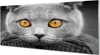 Glasbilder 125x50 Wandkunst Graue britische Katze Produktbild-Vorschau 1