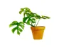 Gardners Monstera minima, průměr 12-13 cm Náhled obrázku produktu 3