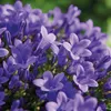 Campanula Addenda - jacinthe des bois - pot de 12cm - 6 Voir les images du produit 4