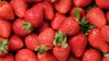 Universaldünger Gartendünger Volldünger Gemüsedünger Obst Produktbild-Vorschau 4