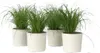 Cibora - 4 szt - Cyperus zumula - Wysokość 30-40cm - ⌀12cm Podgląd zdjęcia produktu 7