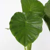 Alokasie - 2 Stk - Alocasia 'Odora' - Höhe 55-75cm - ⌀17cm Produktbild-Vorschau 3