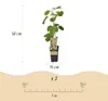 Ficus carica "Little Miss Figgy" - Figue à fruits rouges - Voir les images du produit 4