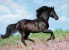 Ravensburger Puzzle - Cal, 200 dlk Náhled obrázku produktu 2