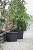 Two black plastic plant pots with plants in them, placed on a paved walkway. Produktbild-Vorschau