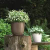 Lechuza Samozavlažovací květináč Classico Color, průměr 28 Náhled obrázku produktu 8