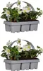 Bloomique - 12er Set - Helleborus Niger - Christrose - Produktbild-Vorschau 1