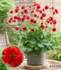 A potted plant with bright red flowers and green leaves, set against a blurred outdoor background. Produktbild-Vorschau