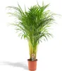 Goldfruchtpalme Areca – Zimmerpflanze Ø21cm – 110cm hoch – Produktbild-Vorschau 1