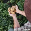 -Saatkartoffeln Vitabella A 28/35 (5 kg) - Organifer Produktbild-Vorschau 7