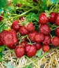 A close-up view of ripe strawberries growing on a plant, with green leaves and straw on the ground. Produktbild-Vorschau