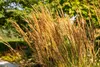 Trawa ozdobna "Karl Foerster" (Calamagrostis x acutiflora), Podgląd zdjęcia produktu 13