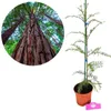Sequoia sempervirens, sekwoja przybrzeżna, wysokość 40–60 Podgląd zdjęcia produktu 1