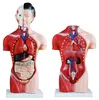 Anatomiemodell, Torso weiblicher Körper. verkleinert, offen. links mit Organen, rechts ohne organe Produktbild-Vorschau
