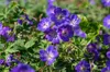 Stauden Gänge 3 x Geranium 'Rozanne ®' im 1 Liter Topf - Produktbild-Vorschau 7