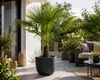 Chinesische Hanfpalme 160–180 cm Trachycarpus fortunei Produktbild-Vorschau 1