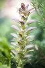 Acanthus hungaricus, Bärenklau, ca. 9x9 cm Topf, dekorativ Produktbild-Vorschau 2