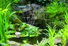 A solar-powered fountain in a pond with water lilies and lush green plants. Náhľad obrázku produktu