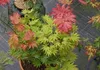 Ahorn shirasawanum Autumn Moon - Japanischer Goldahorn Produktbild-Vorschau 1