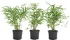 Three potted bamboo plants are arranged in a line against a white background. Produktbild-Vorschau