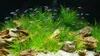 Gravier d'aquarium, quartz 2-3 mm clair, 16 kg Voir les images du produit 6