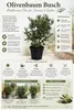 Olijfboom (Olea europaea), ongeveer 50 cm hoog – Echte Productafbeelding-voorbeeld 2