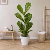 Figowiec dębolistny - Ficus Lyrata - Wysokość 70-90cm - Podgląd zdjęcia produktu 5