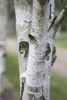 Betula utilis, Himalaya-Birke, 100–150 cm Produktbild-Vorschau 3