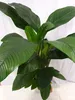 [Palmenlager] - XL Spathiphyllum "Sensation" - Einblatt ca. Produktbild-Vorschau 4