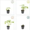 Bodendecker - Balkan-Storchschnabel - Geranium macrorrhizum Produktbild-Vorschau 4