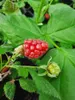 Malinojeżyna Loganberry 2L Podgląd zdjęcia produktu 2