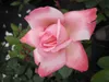 Edelrose - Rosa Arioso ® - Teehybride - Duftrose der Produktbild-Vorschau 1