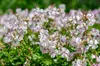 Stauden Gänge 1 x Geranium cantabrigiense 'Biokovo' -  Produktbild-Vorschau 2
