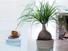 Bloomique - Zestaw 2 szt. - Beaucarnea Recurvata - Elephant Podgląd zdjęcia produktu 2