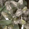 Künstlicher Eukalyptus Zweig Dekoartikel für Produktbild-Vorschau 6