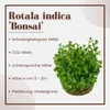 Aquarium Pflanze Rotala 'Bonsai' Tropica Nr.033E TC in Produktbild-Vorschau 2