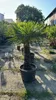 Palme Trachycarpus Fortunei – Hanfpalme Höhe ca. 160 cm, Produktbild-Vorschau 4
