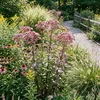 3x Eupatorium purpureum, purpurfarbene Pflanze, 20 cm hoch, Produktbild-Vorschau 1