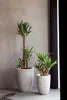 Two potted plants are shown in a modern interior setting with a gray textured wall. Náhľad obrázku produktu