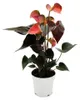 Duhová anthurie – Anthurium andreanum „Rainbow Champion“ – Náhled obrázku produktu 2