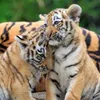 Panda, Tiger und Löwe Ravensburger 05666 Produktbild-Vorschau 6