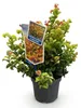 GreenboutiQ - Gartenpflanze - Leucothoe Curly Gold - Gelb - Produktbild-Vorschau 2