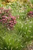 Stauden Gänge 3 x Pennisetum alopecuroides 'Piglet' im 1 Produktbild-Vorschau 5