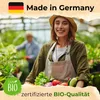 Seedhero  Gemüsesamen-Set mit 12 Sorten Produktbild-Vorschau 5