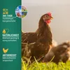 Agrarzone mangime per polli muesli 20 kg Anteprima dell’immagine prodotto 4