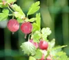 Dehner Stachelbeere Hinnonmäki, Ribes uva-crispa, Produktbild-Vorschau 5